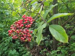 Image of red elderberry