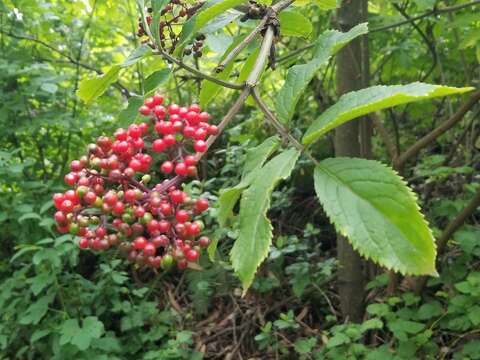 Image of red elderberry