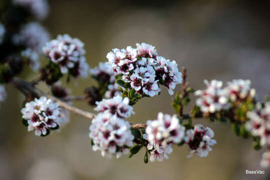 صورة Taxandria spathulata (Schauer) J. R. Wheeler & N. G. Marchant