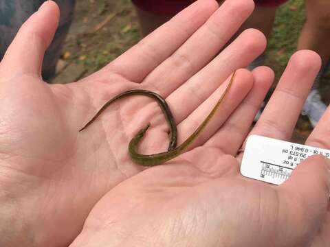 Image of American Gulf Pipefish