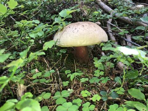 Image of Scarlet-stemmed Bolete