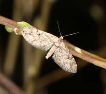 Image of lanceolate-winged pug