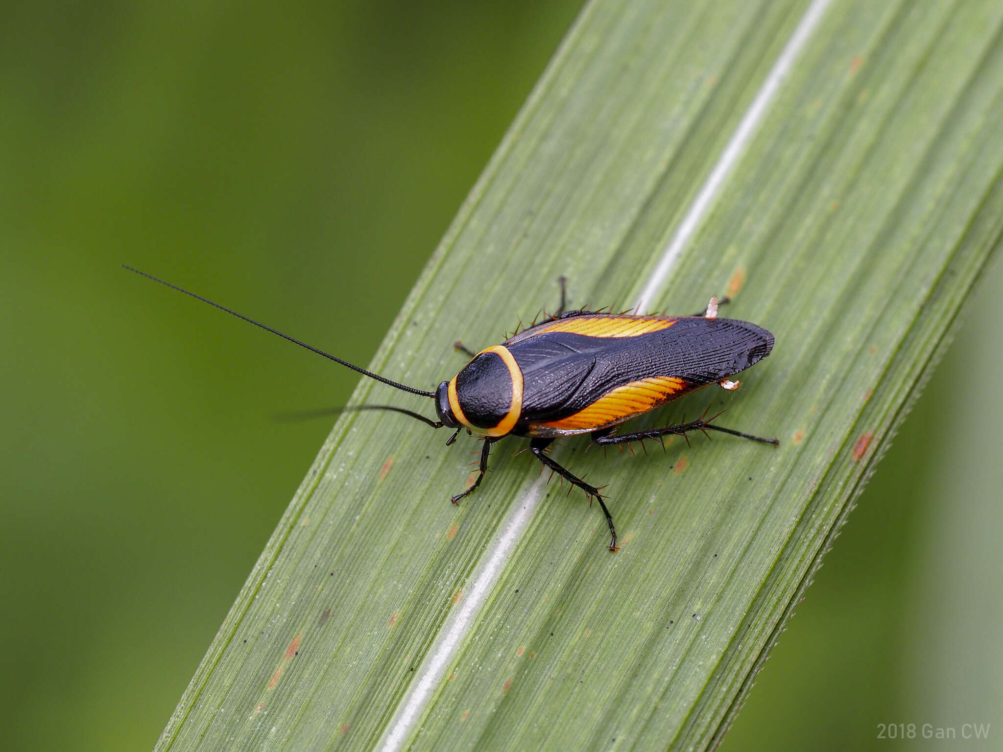 Image of Hemithyrsocera vittata (Brunner von Wattenwyl 1865)