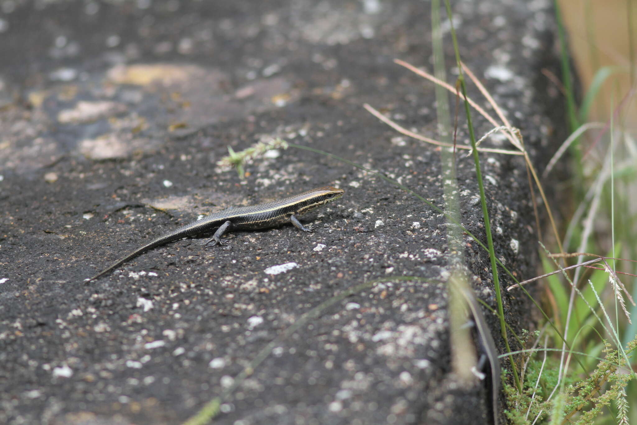 Imagem de Eutropis greeri Batuwita 2016