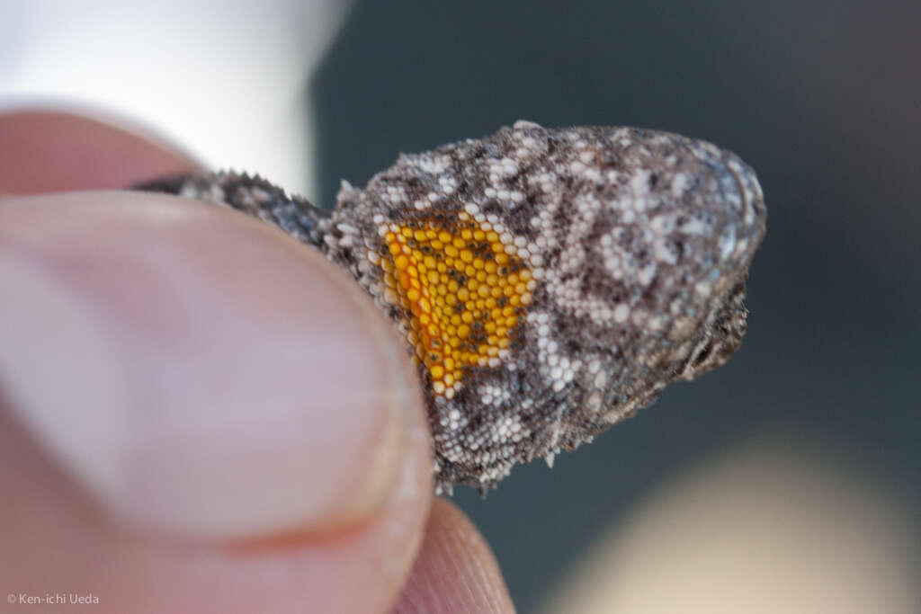 Image of Tropical tree lizard