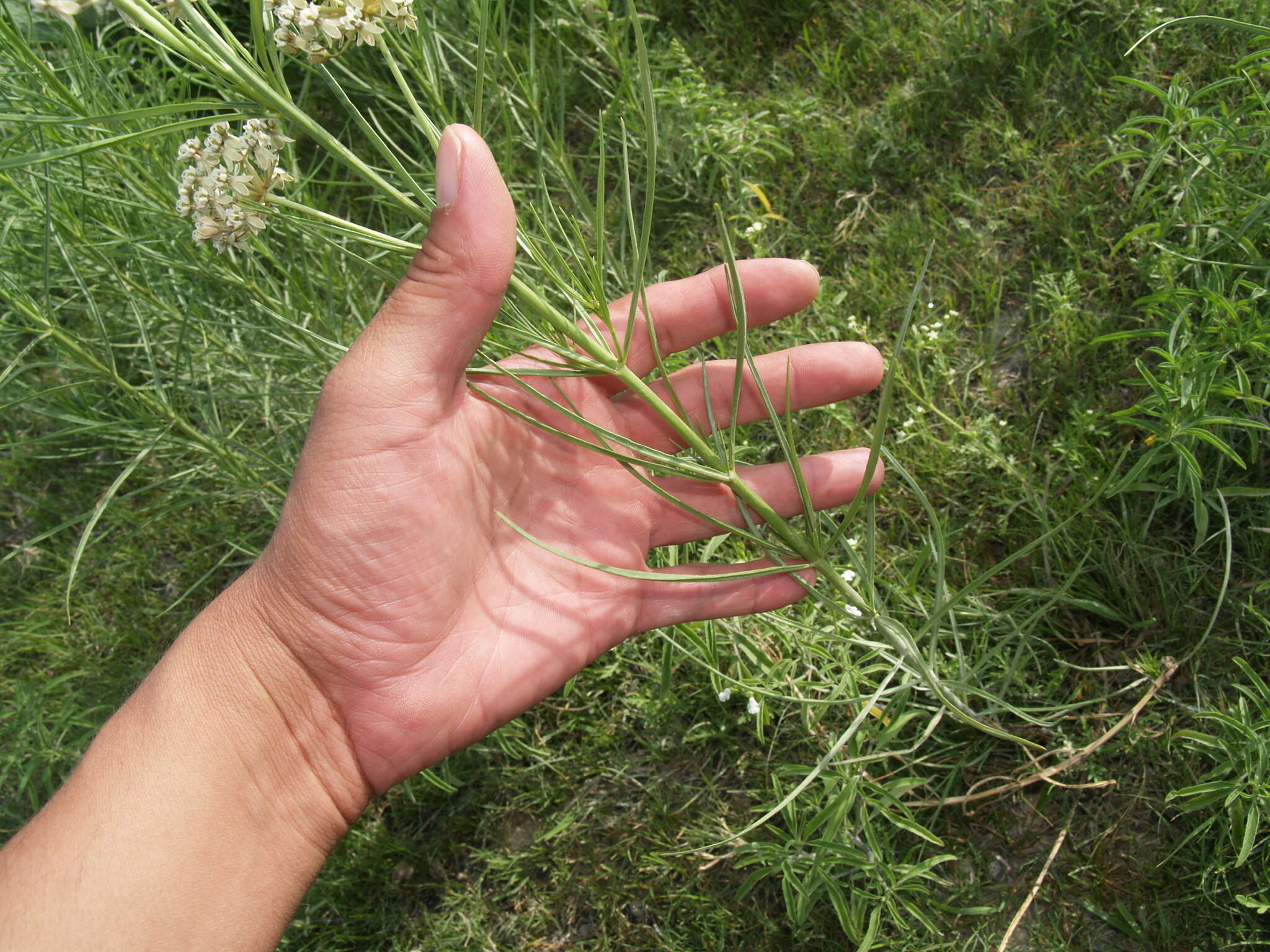 Image of horsetail milkweed