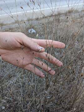 Image of Crystal Springs lessingia