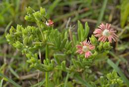 Image of Delosperma aereum (L. Bol.) L. Bol.