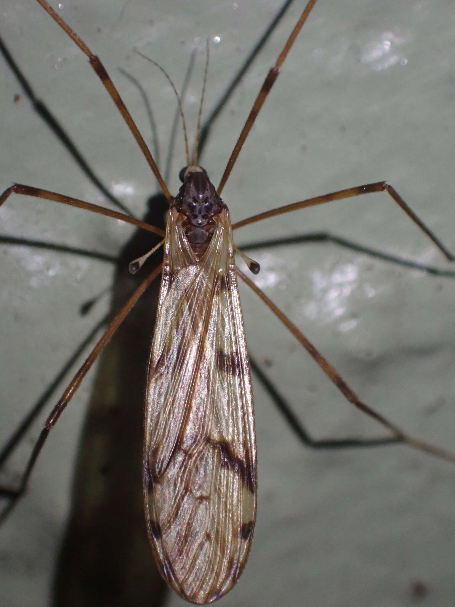 Image of Austrolimnophila (Austrolimnophila) atripes (Alexander 1922)