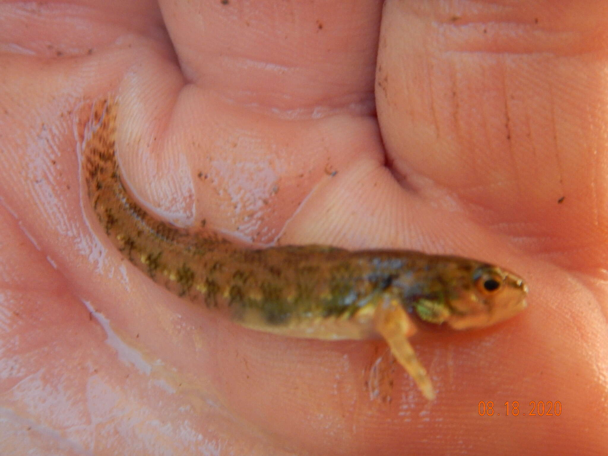 Image of Iowa Darter