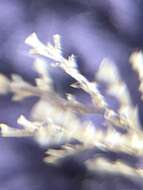 Image of sea cypress hydroid