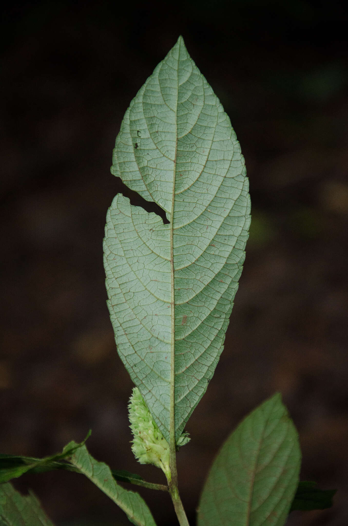 Image of Achyrospermum oblongifolium Baker