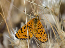 Image de Melitaea persea Kollar 1850