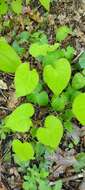 Image of Epimedium alpinum L.