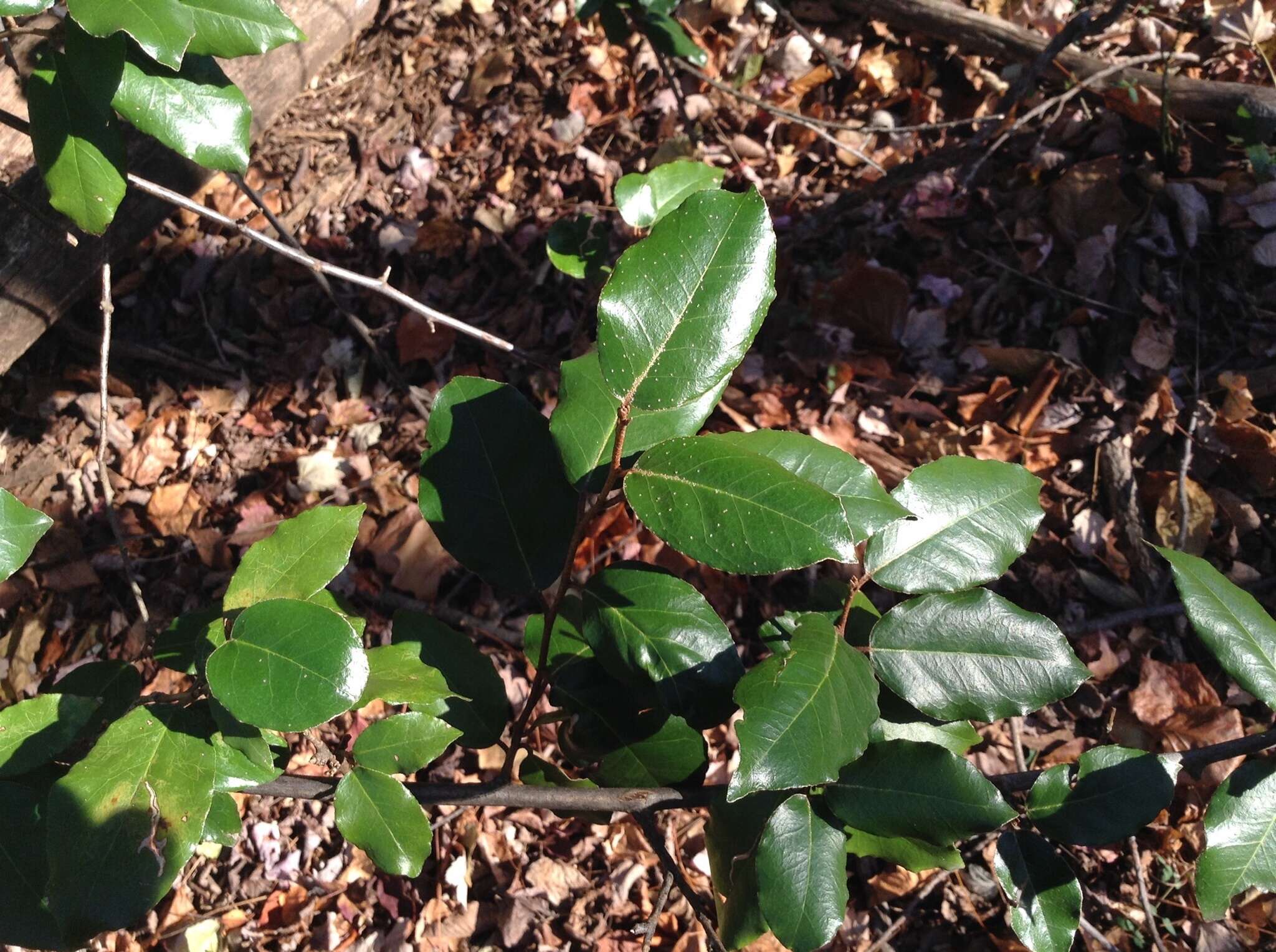 Imagem de Elaeagnus pungens C. P. Thunb. ex A. Murray