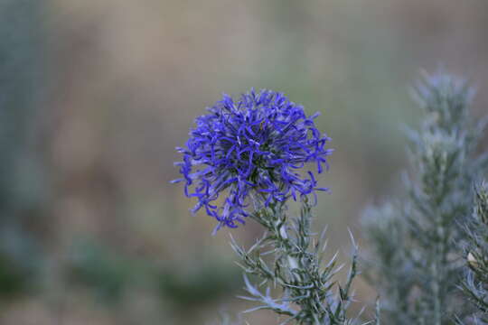 Image of Echinops graecus Mill.