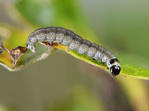 Psoricoptera gibbosella Zeller 1839 resmi