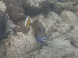 Image of Bluethroat triggerfish