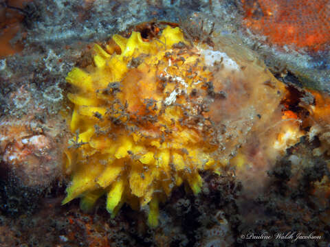 Image of Rock oyster