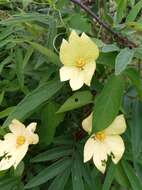 Image of Dalechampia subternata Müll. Arg.