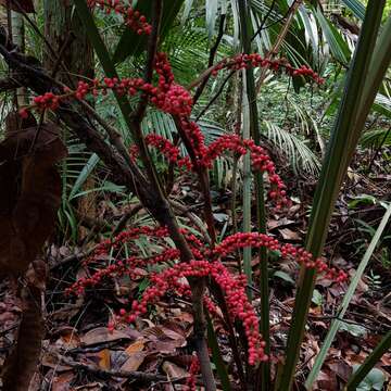 Image of Ferruginous Fan Palm