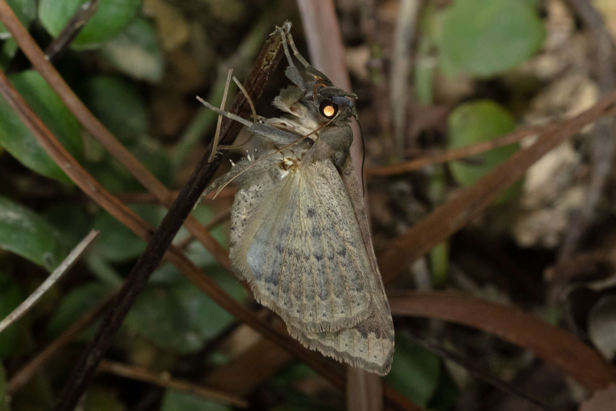 Image of Ericeia inangulata Guenée 1852