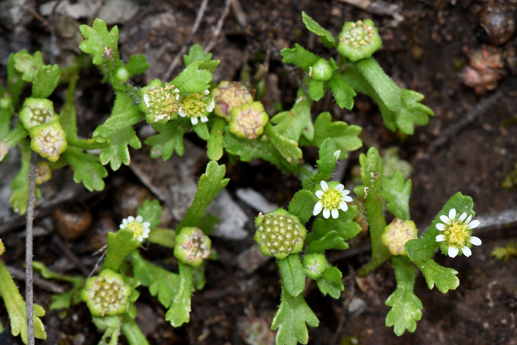 Plancia ëd Brachyscome goniocarpa Sond. & F. Müll.