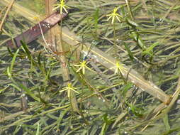 Image of grassleaf mudplantain