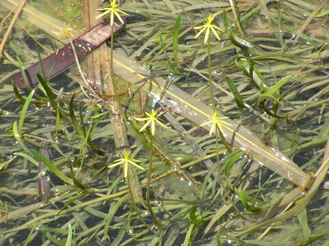 Image of grassleaf mudplantain