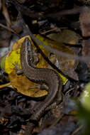 Image of Southern Skink