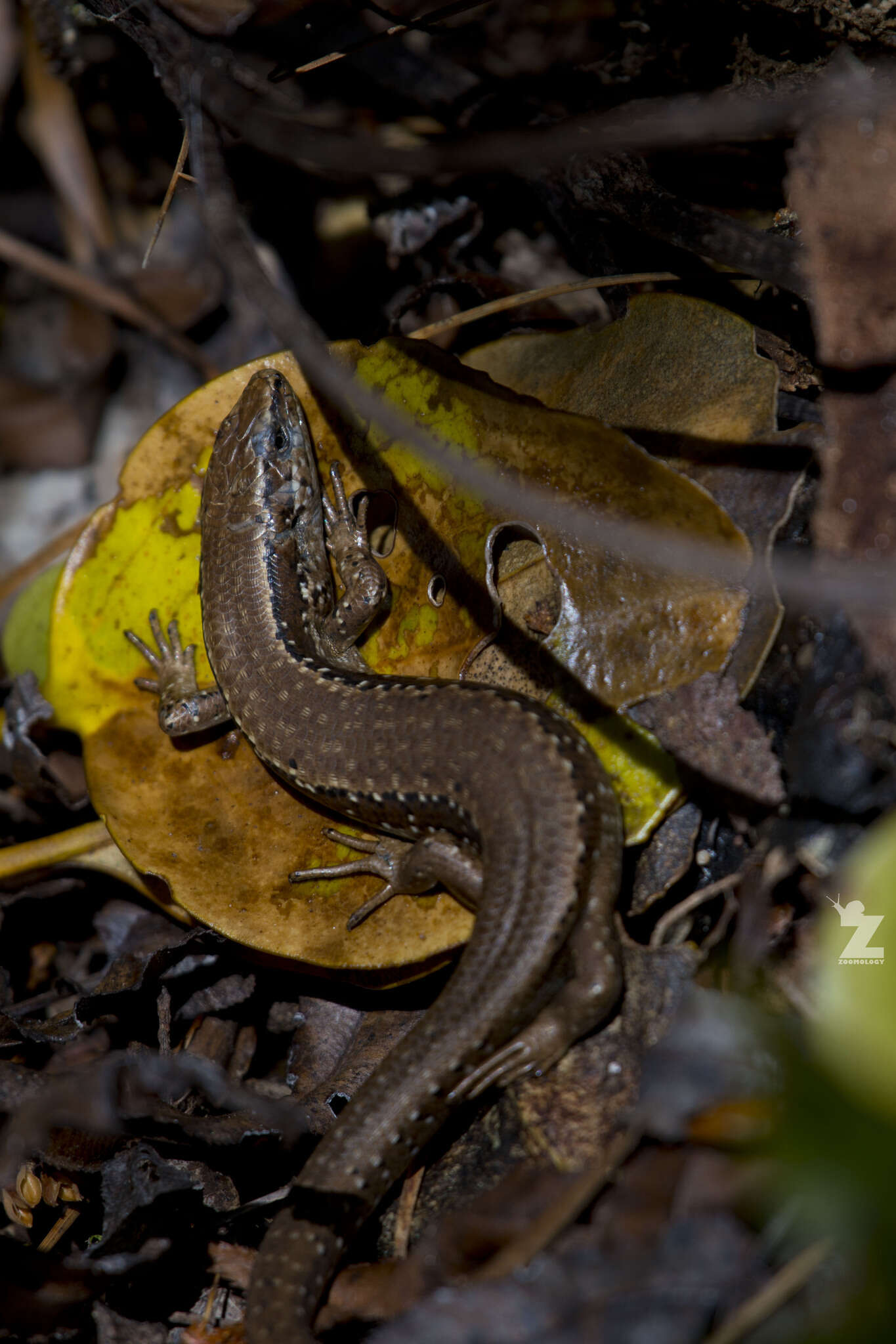 Image of Southern Skink