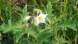 Imagem de Solanum dimidiatum Rafin.