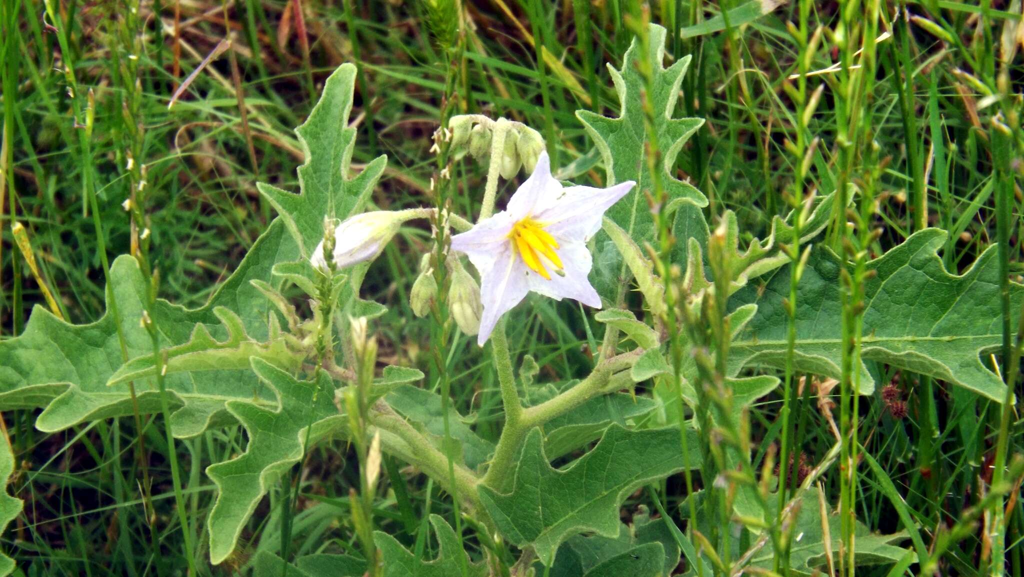 Imagem de Solanum dimidiatum Rafin.