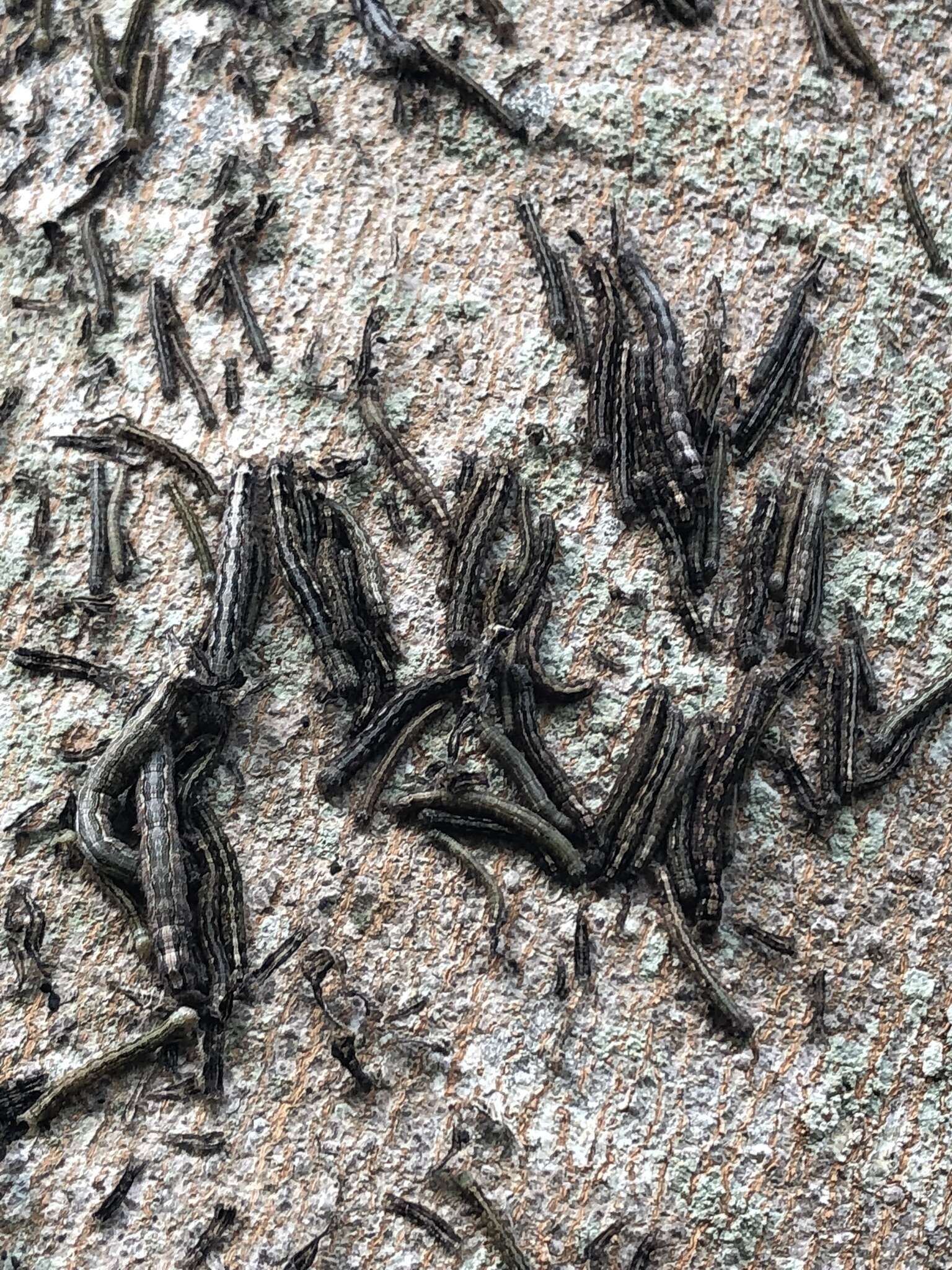 Image of Southern Armyworm Moth