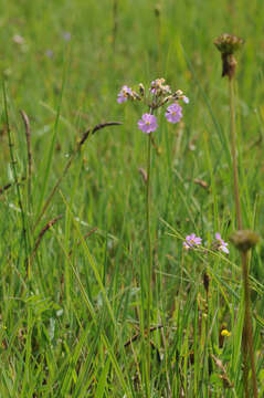 Plancia ëd Primula farinosa L.