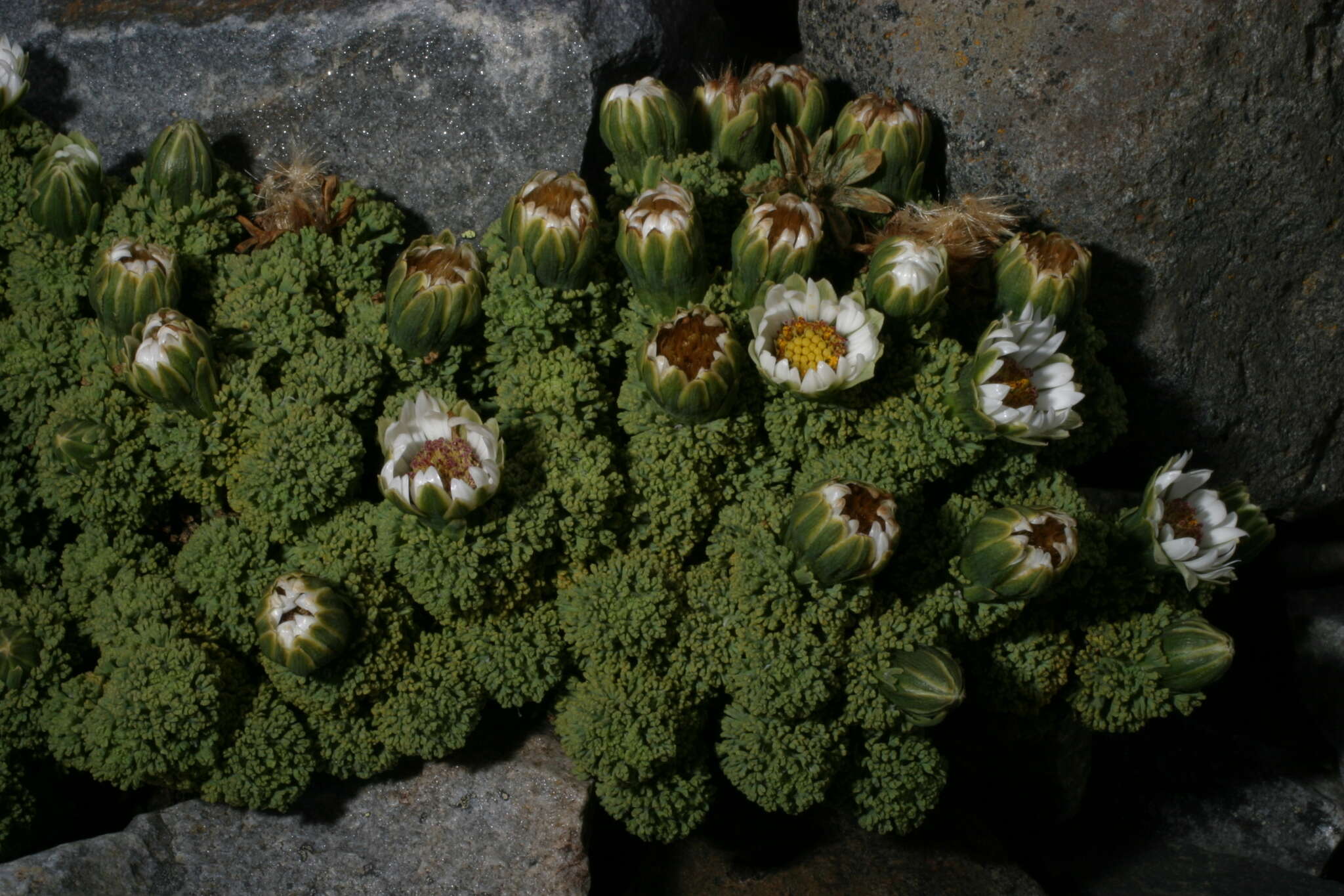 Слика од Xenophyllum dactylophyllum (Sch. Bip.) V. A. Funk