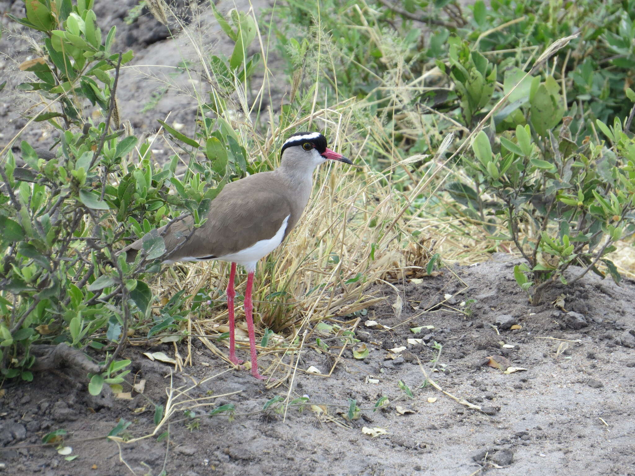 صورة Vanellus coronatus (Boddaert 1783)