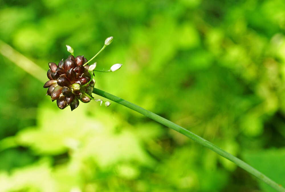 Image of Allium macrostemon Bunge