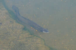 Image of short-finned eel