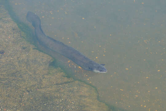 Image of short-finned eel