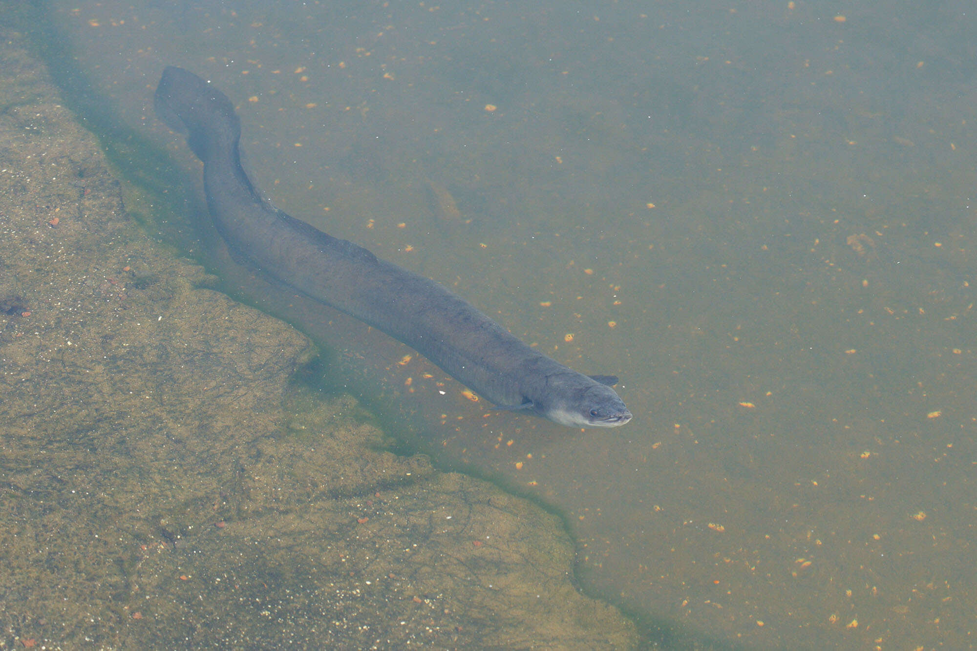 Image of short-finned eel