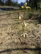 Image of Caladenia testacea R. Br.