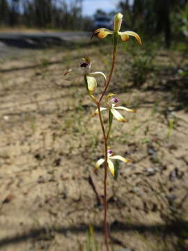 Image of Caladenia testacea R. Br.