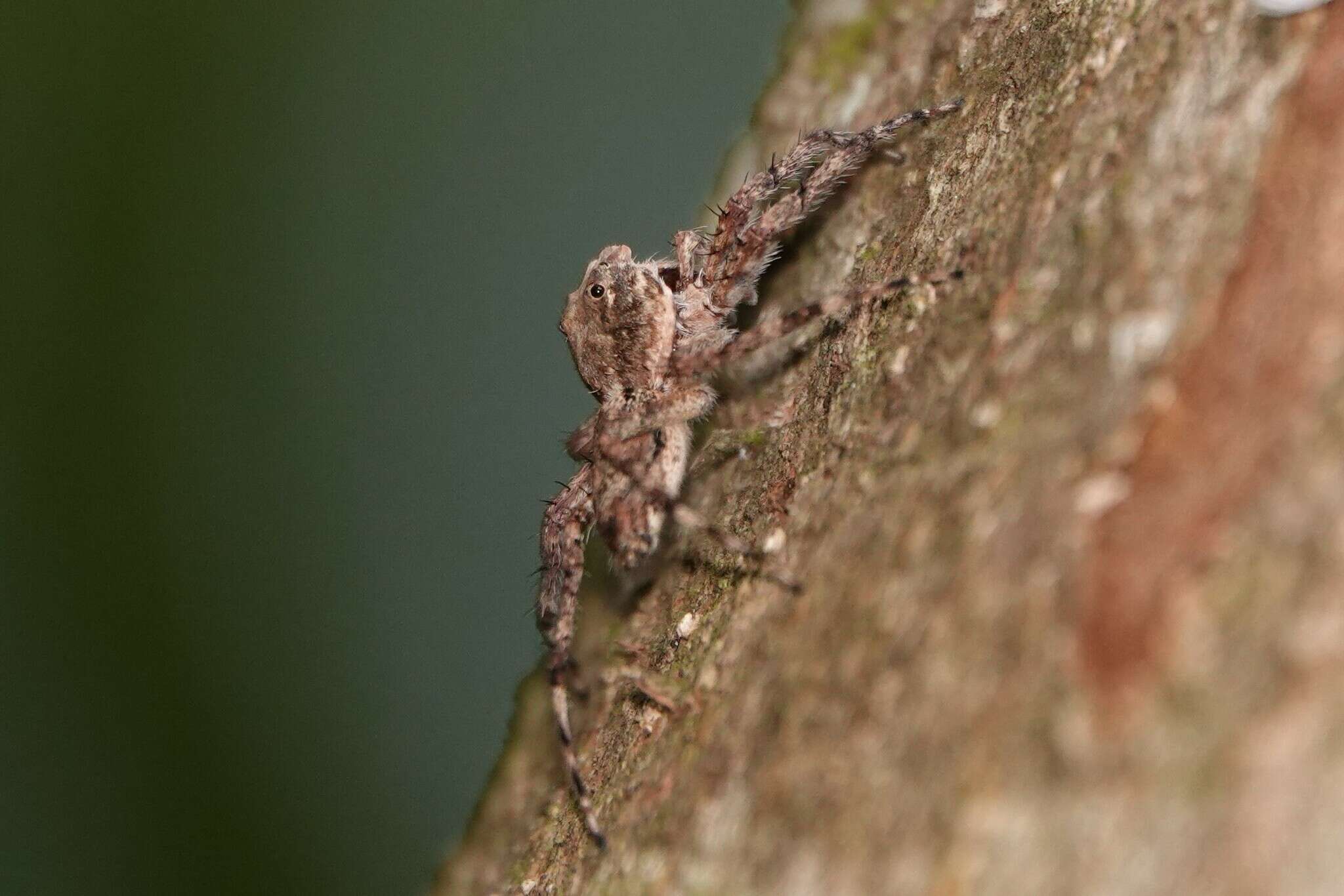 Imagem de Phaeacius malayensis Wanless 1981