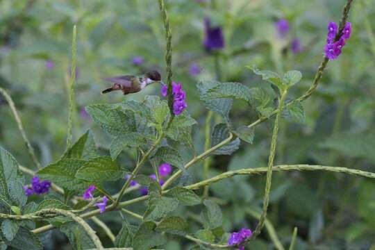 Image of White-crested Coquette