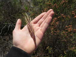 Image of Pseudopentameris caespitosa N. P. Barker