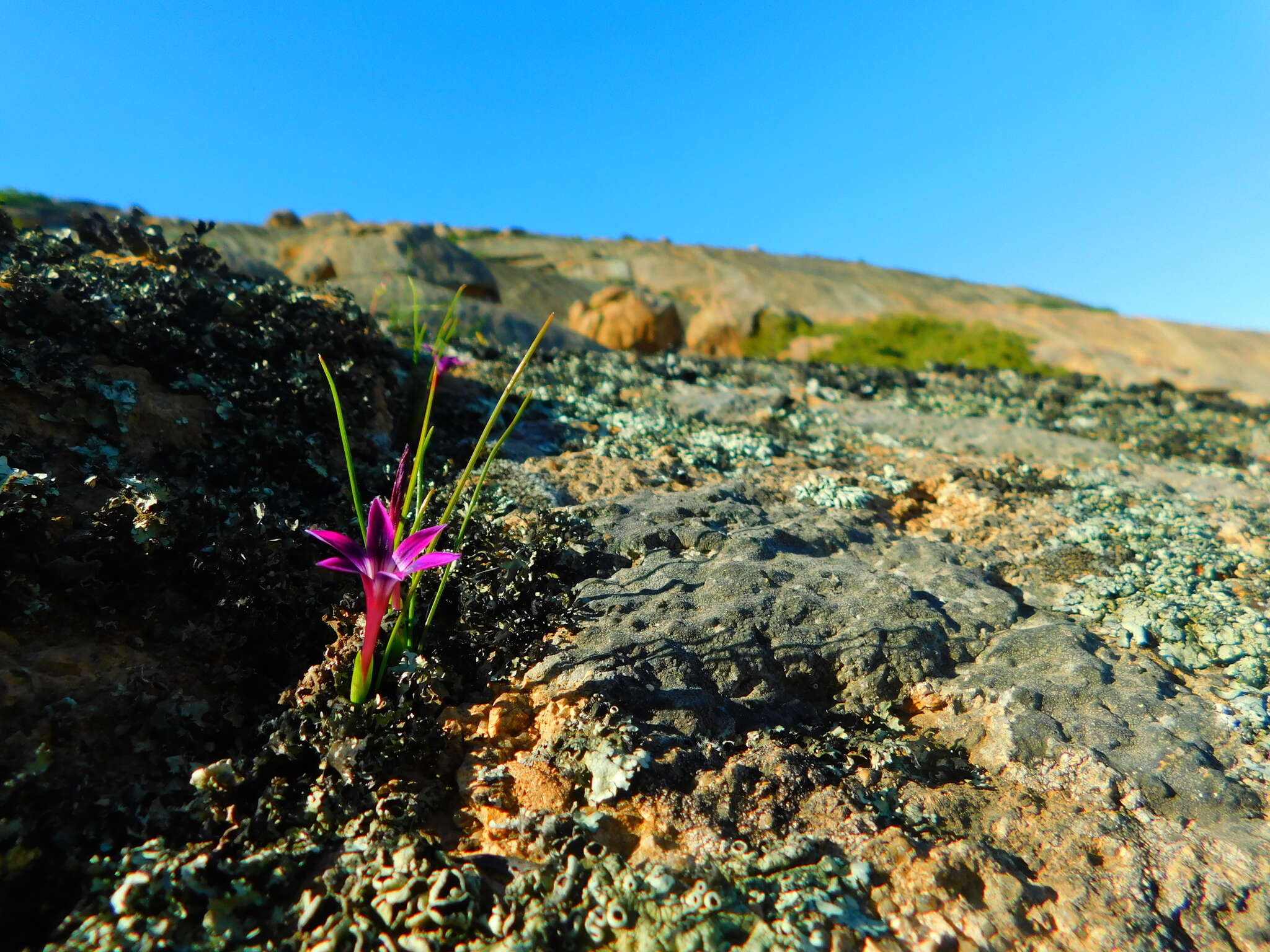 Image of Romulea kamisensis M. P. de Vos