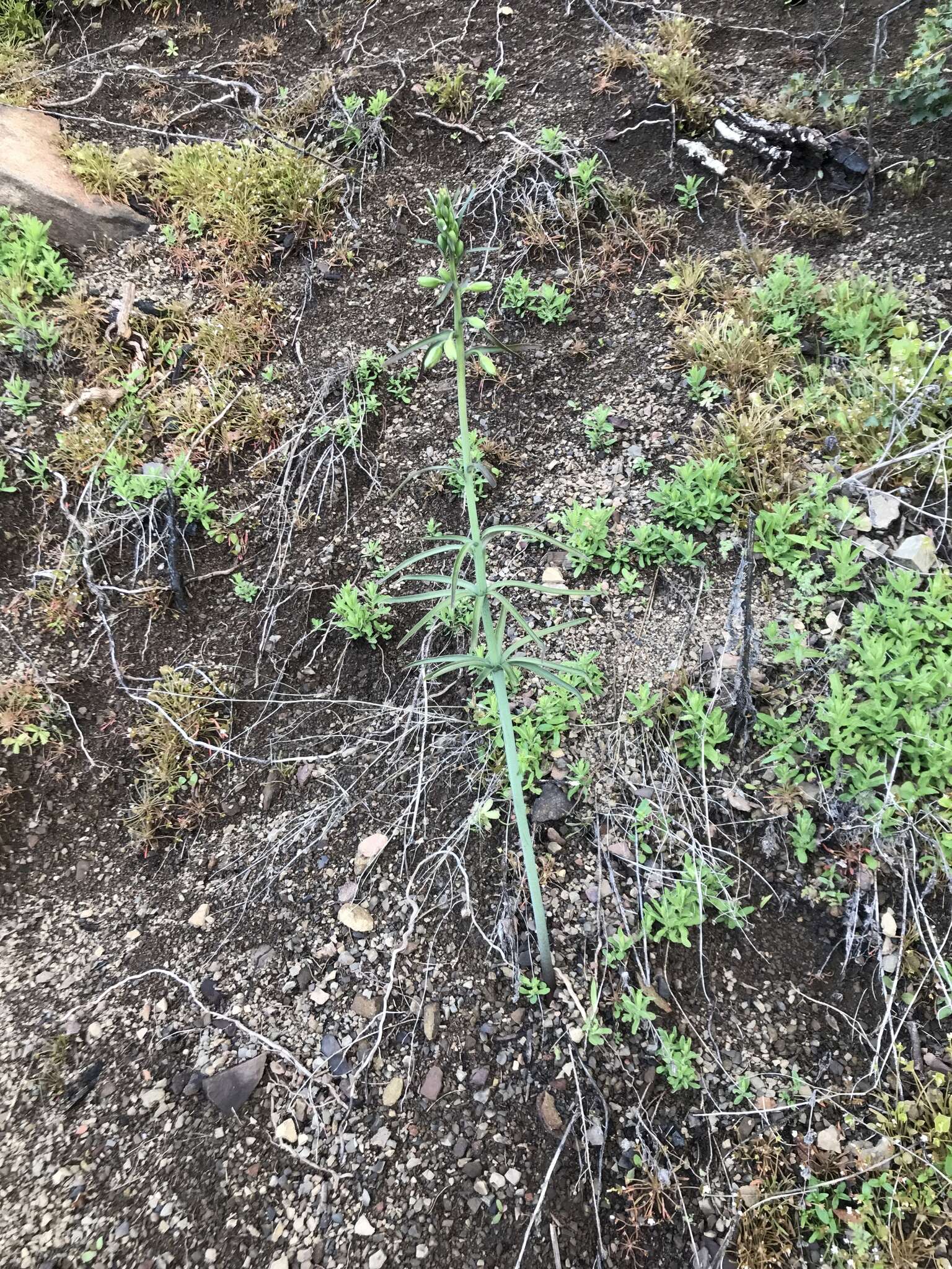 Image of Ojai fritillary