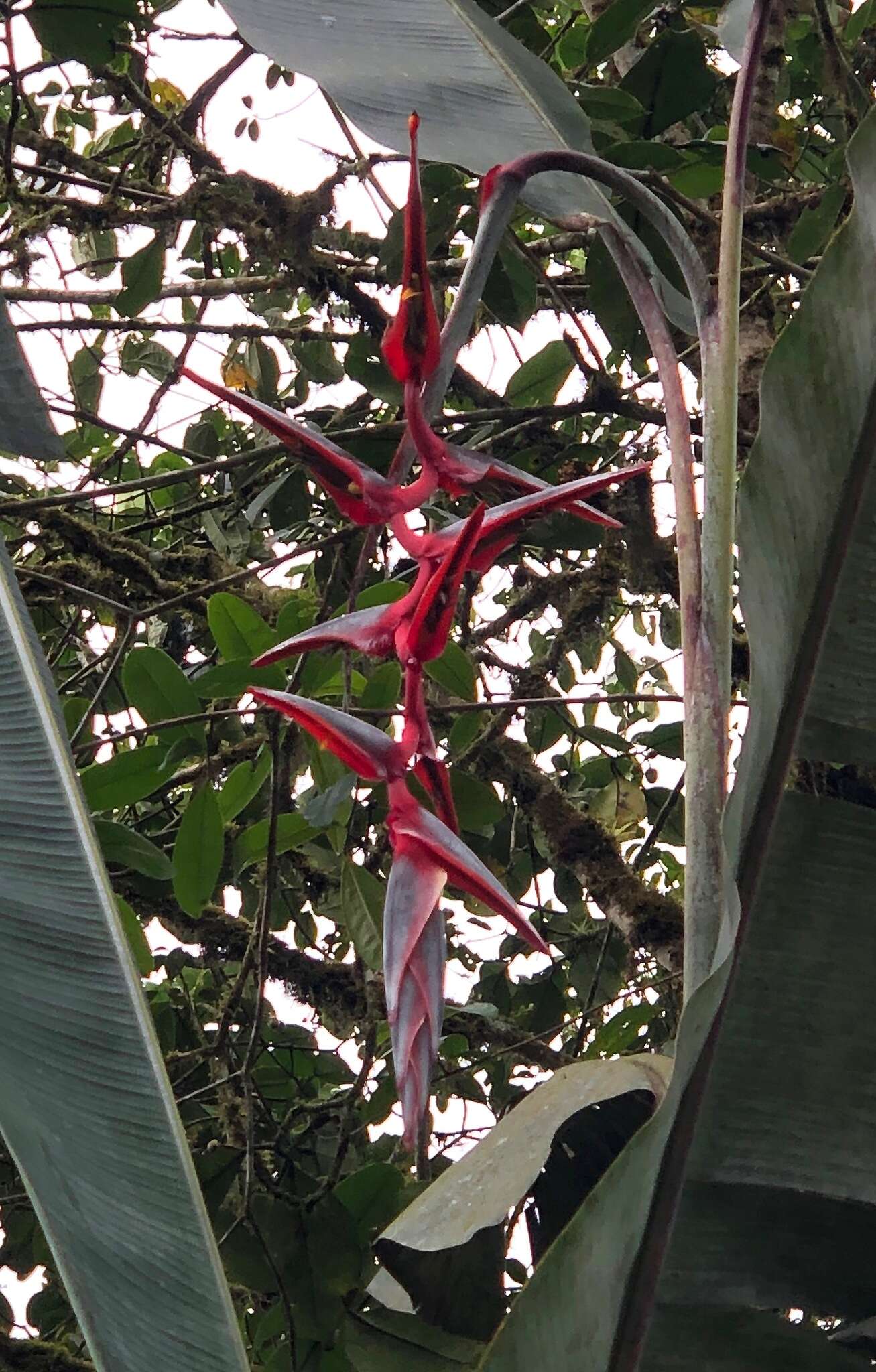 Image of Heliconia griggsiana L. B. Sm.