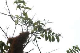 Image of Grey Warbler-Finch